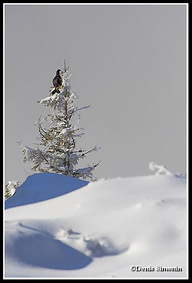  tétras lyre en hiver
